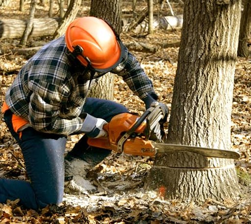 Tree Removal in Wilmington, DE